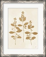 Framed Botanical Study IV Gold Crop