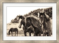Framed Horses Three Sepia