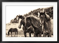 Framed Horses Three Sepia