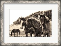Framed Horses Three Sepia