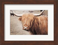 Framed Scottish Highland Cattle I Neutral