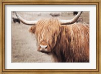 Framed Scottish Highland Cattle I Neutral