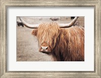 Framed Scottish Highland Cattle I Neutral