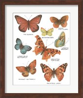 Framed Botanical Butterflies Postcard IV White