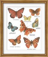 Framed Botanical Butterflies Postcard IV White