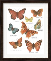 Framed Botanical Butterflies Postcard IV White