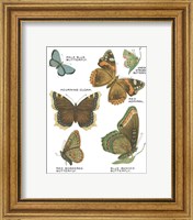 Framed 'Botanical Butterflies Postcard III White' border=
