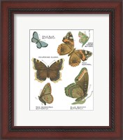 Framed 'Botanical Butterflies Postcard III White' border=