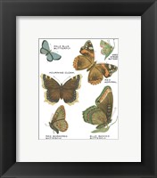 Framed 'Botanical Butterflies Postcard III White' border=