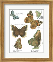 Framed Botanical Butterflies Postcard III White