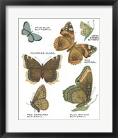 Framed Botanical Butterflies Postcard III White