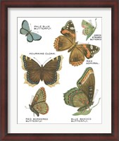 Framed Botanical Butterflies Postcard III White