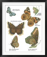 Framed 'Botanical Butterflies Postcard III White' border=