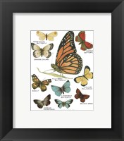 Framed 'Botanical Butterflies Postcard II White' border=