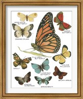 Framed 'Botanical Butterflies Postcard II White' border=