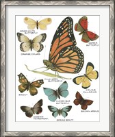 Framed Botanical Butterflies Postcard II White