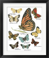 Framed Botanical Butterflies Postcard II White