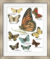 Framed 'Botanical Butterflies Postcard II White' border=