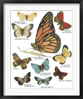 Framed Botanical Butterflies Postcard II White