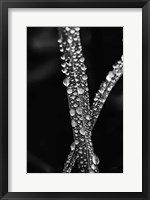 Framed Water Droplets