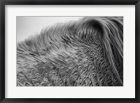 Framed Horse Hair