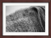 Framed Horse Hair
