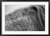 Framed Horse Hair