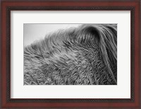 Framed Horse Hair