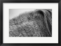 Framed Horse Hair