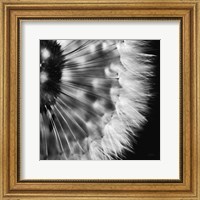 Framed Dandelion on Black III