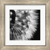 Framed Dandelion on Black III