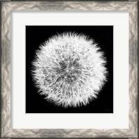 Framed Dandelion on Black I