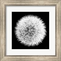 Framed Dandelion on Black I