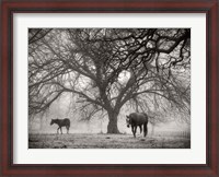 Framed Morning Calm II BW