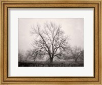 Framed Morning Calm I BW