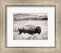 Framed Buffalo I BW