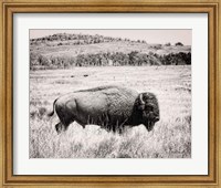 Framed Buffalo I BW