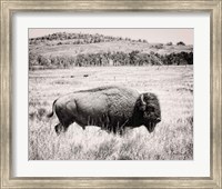 Framed Buffalo I BW