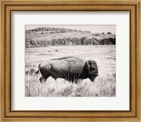 Framed Buffalo I BW