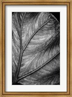 Framed Elephant Ear II