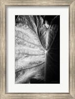 Framed Elephant Ear I