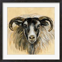 Framed Highland Animal Ram