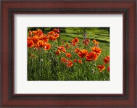 Framed Shampers Bluff Poppies