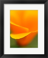 Framed Macro Shot Of Golden California Poppy