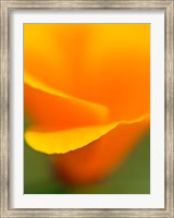Framed Macro Shot Of Golden California Poppy