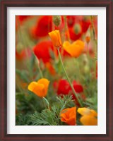 Framed California Golden Poppies and Corn Poppies, Washington State