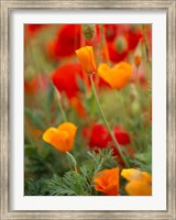 Framed California Golden Poppies and Corn Poppies, Washington State