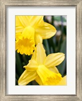 Framed Daffodil Bundle, New York City