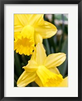 Framed Daffodil Bundle, New York City