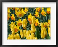 Framed Yellow Tulips